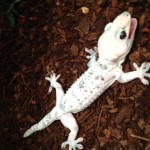 Tokay Calico Pic 1