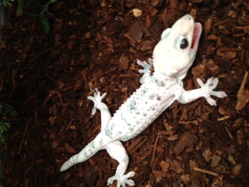 Tokay Calico Pic 1