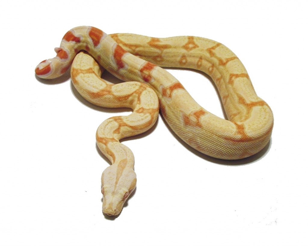 baby albino boa constrictor for sale